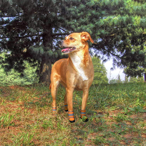 Durable Wear Resistance Adjustable Reflective Pet Breathable <b>Dog</b> <b>Shoes</b> Rubber Anti-Slip Puppy Hiking Boots - Product Image 1