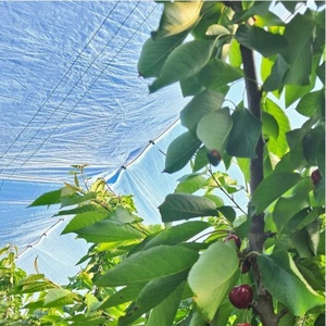 Bâche de protection pour vergers de raisins, <span class=keywords><strong>anti</strong></span>-<span class=keywords><strong>grêle</strong></span> et forte pluie, imperméable, pour vergers de kiwis et de cerises - Product Image 4