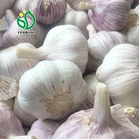 Ail pour transporter au Chili/Ail chinois Boîte de 10 kg au Chili