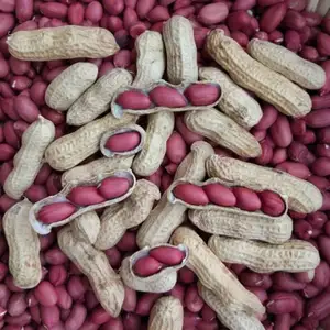 Granos de cacahuete de piel roja sin aditivos verdes orgánicos de China