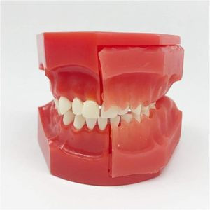 Modelo de demostración de desarrollo de dientes dentales manuales para enseñanza médica, instrumento quirúrgico de dentición de desarrollo gráfico - Product Image 2