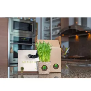 Wholesale Cat Grass Soil-Free Organic Hydroponic 5piece Pet Snacks Eating Food Planting Plastic Bowl Cat Grass