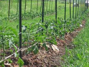 Phong cách Mỹ trang trại 6 ft <span class=keywords><strong>8ft</strong></span> t hàng rào bài dây thép gai mạ kẽm sắt kim loại màu xanh lá cây t bài - Product Image 6