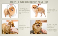 Tondeuses pour chien Kit de toilettage professionnel Pet Cat Dog Cleaning Tondeuse à cheveux électrique Rasoir pour animaux Machine à couper les cheveux