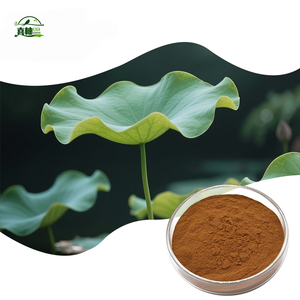 Nelumbo nucifera nuciferine 3% ลดน้ำหนักสารสกัดจากใบบัว2% สารสกัดจากใบบัวผงสารสกัดจากใบบัว - Product Image 3