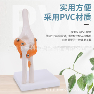 Modèle naturel de mobilité de l'articulation du coude, modèle d'anatomie squelettique humaine, instrument d'enseignement médical à des fins de formation. - Product Image 2
