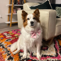 Noeud papillon pour chien et chat en velours côtelé rose de luxe, réglable, écologique, doux, accessoire pour Noël et toutes les fêtes