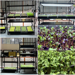 Support de plantes portable à 2 niveaux en métal, étagère de culture intérieure, lumière LED, hauteur réglable, roues mobiles, jardin hydroponique intelligent pour herbes - Product Image 2