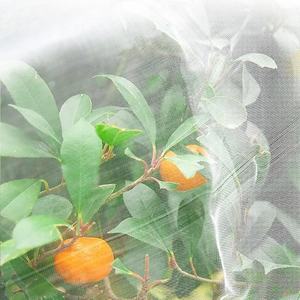 עצי פרי חקלאיים עם רשתות חרקים כדי למנוע זבובי פירות קטנים רשת ביולוגית חומר חדש hdpe החיים של 5-10 שנים - Product Image 2