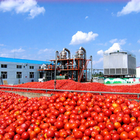 Usine de transformation de la pâte de tomate en conserve, tomates entières pelées