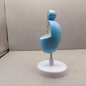 Menschliches Hoden-Anatomiemodell für Urologie - Abnehmbares Reproduktions-Lehrmittel - Product Image 5