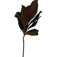 Fleur de Magnolia Grandiflora Préservée, Feuille de Glycérine, Fleurs Géantes Longue Durée, Composition Florale au Sol, Décoration de Centre de Table de Mariage