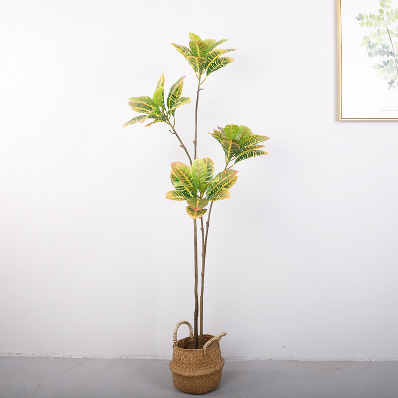 Banyan doré de 1,5 mètre, à 4 têtes et 2 troncs, vert.