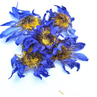 Fleur de lotus bleu d'Égypte fraîche et séchée Lan Lian Hua (Nymphaea Caerulea Savigny) pour thé, disponible en boîte ou en emballage individuel