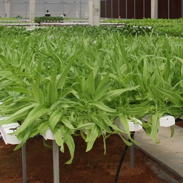 Dikey tarım Invernadero NFT topraksız PVC kanal hidroponik büyüme sistemi için