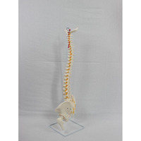 Modelo de esqueleto de columna vertebral de simulación de plástico de ciencia médica modelo de columna vertebral de anatomía humana de PVC para escuelas y hospitales