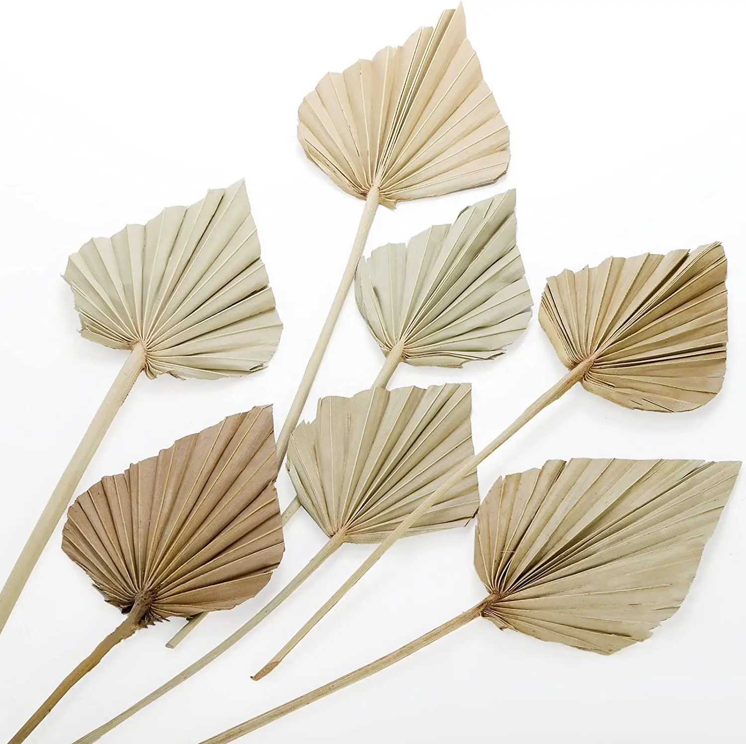 Wholesale Hot Style Natural Dry Plant Tropical Spear Palm Home Wedding Decoration Flowers Dried Palm Leaves