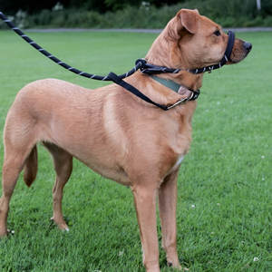 Laisse réglable en forme <span class=keywords><strong>de</strong></span> 8 pour chien, anti-traction, avec poignée rembourrée et support nasal pour chiens <span class=keywords><strong>de</strong></span> grande et moyenne taille - Product Image 4