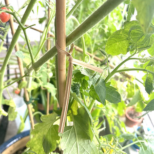 Garden Plant Paper Tie <strong>Wires</strong> Packing Materials Garden Binding Cables <strong>Vineyard</strong> Paper Twist Tie