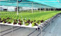Système hydroponique NFT Agriculture plantation Tube en PVC Système NFT à effet de serre personnalisé