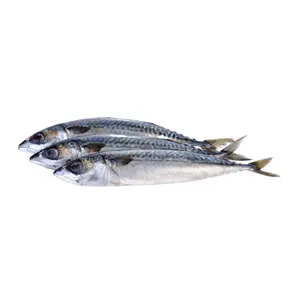 O melhor mackerel de peixe congelado fresco do mar para venda