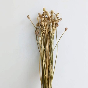 Flores Secas Naturales Reales al por Mayor de Fábrica de Kunming, Amapola Seca para Arreglos Florales de Boda/Decoración en Estilo INS - Product Image 4