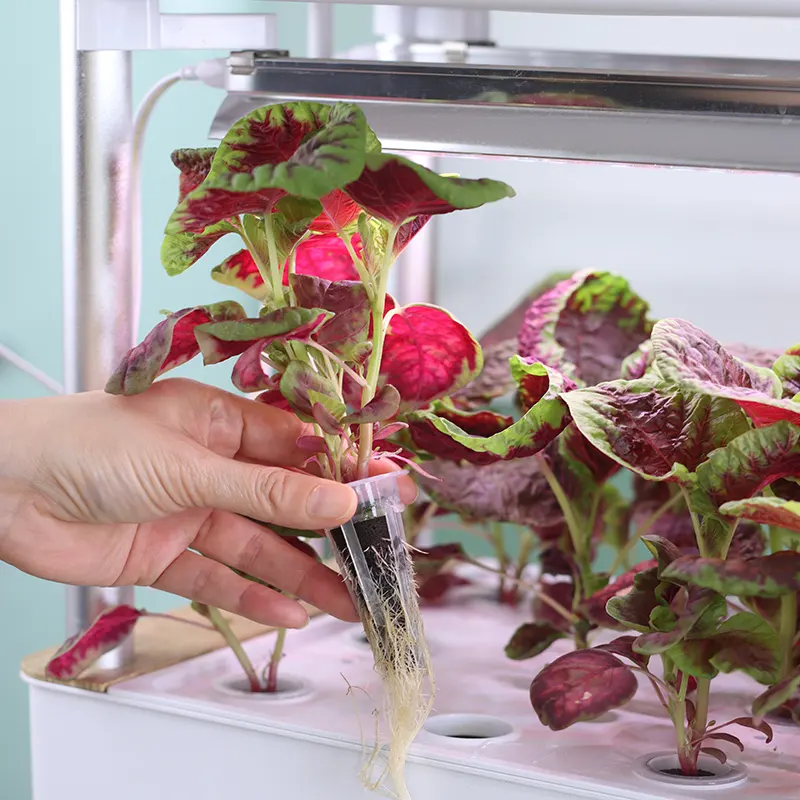 Bouchons de démarrage de graines hydroponiques de jardin plateau de racines de pépinière plateaux Microgreen éponge de croissance pour la Germination des plantes du système intelligent