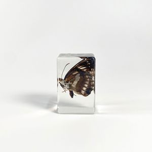 Spesimen Kupu-kupu Asli dalam Amber Resin Buatan Tangan Terlaris, Alat Peraga Sains untuk Siswa, Figurine Kupu-kupu Asli - Product Image 4