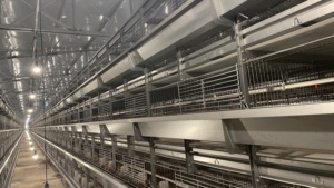 Cage d'élevage automatique pour poussins de chair de type H, durable et à bas <span class=keywords><strong>prix</strong></span>, fabriquée en Chine, neuve - Product Image 5