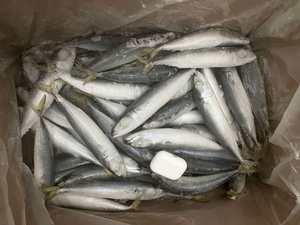 X1654 الشركة المصنعة IQF scompber Japonicus Land Fish 8-10 روض - Product Image 3