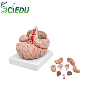 Modèle de tête de cerveau humain en 3D, modèle anatomique médical, modèle de squelette coloré grandeur nature pour l'enseignement des sciences médicales - Product Image 1