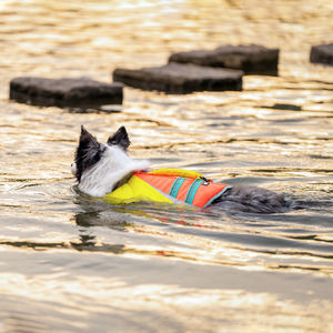 เสื้อชูชีพสุนัขกันน้ำแฟชั่นใหม่ Truelove ระบายอากาศได้ดีและมีสไตล์ ลายเรียบ สำหรับสัตว์เลี้ยง ขายส่ง - Product Image 5