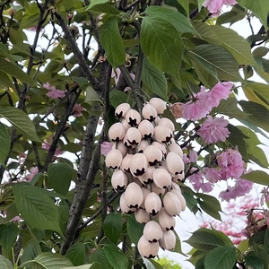 Wholesale Handmade Natural Fruit <b>Shell</b> Wind Chime Sound Therapy Percussion <b>Ornament</b> - Product Image 2