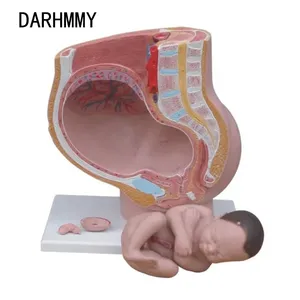 DARHMMY Femme 40 Semaines <span class=keywords><strong>de</strong></span> Grossesse Section Pelvienne Corps Humain avec 4 Parties Produit <span class=keywords><strong>de</strong></span> Science Médicale - Product Image 2