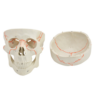Le fabricant vend en gros des modèles de simulation médicale pour l'enseignement, incluant des crânes numériques et des crânes anatomiques pour adultes. - Product Image 3