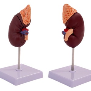Modèle de simulation rénale pour l'enseignement, modèle de rein humain naturel à l'échelle 1:1, anatomie viscérale. - Product Image 2