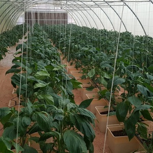 Sistema Completo de Cultivo Hidropónico en Cubetas Holandesas para Cultivar Pimientos - Product Image 5
