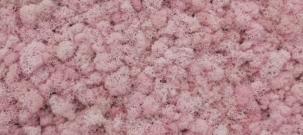 03สีชมพูอ่อน