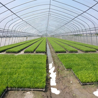 Serre tunnel agricole économique à structure en acier galvanisé et film plastique pour la culture commerciale de légumes