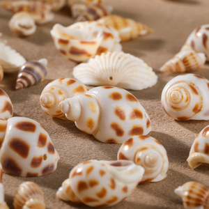 JD GEMS Wholesale High Quality Natural Shell Jewelry <strong>Accessories</strong> for DIY Fashion Necklace and Bracelets Jewelry - Product Image 6