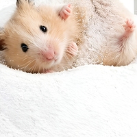 Pasir Mandi Gurun Alami Rendah Debu untuk Perawatan Hewan Kecil seperti Hamster, Chinchilla, dan Gerbil