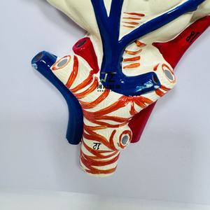 Modelo médico de pulmón Anatomía humana Modelo de alivio agrandado alveolar - Product Image 2