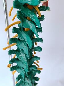 Menschliches Skelett modell Anatomie Wirbelsäulen-Wirbelsäulen modell Medizinisches Skelett modell mit Nerven arterien Becken muskel - Product Image 6