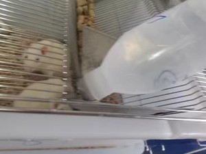Cage d'élevage pour rongeurs en acier inoxydable 304 SS3, 485x350x200mm, avec plateau amovible et bouteille anti-fuite pour rats, <span class=keywords><strong>hamsters</strong></span>, lapins - Product Image 3