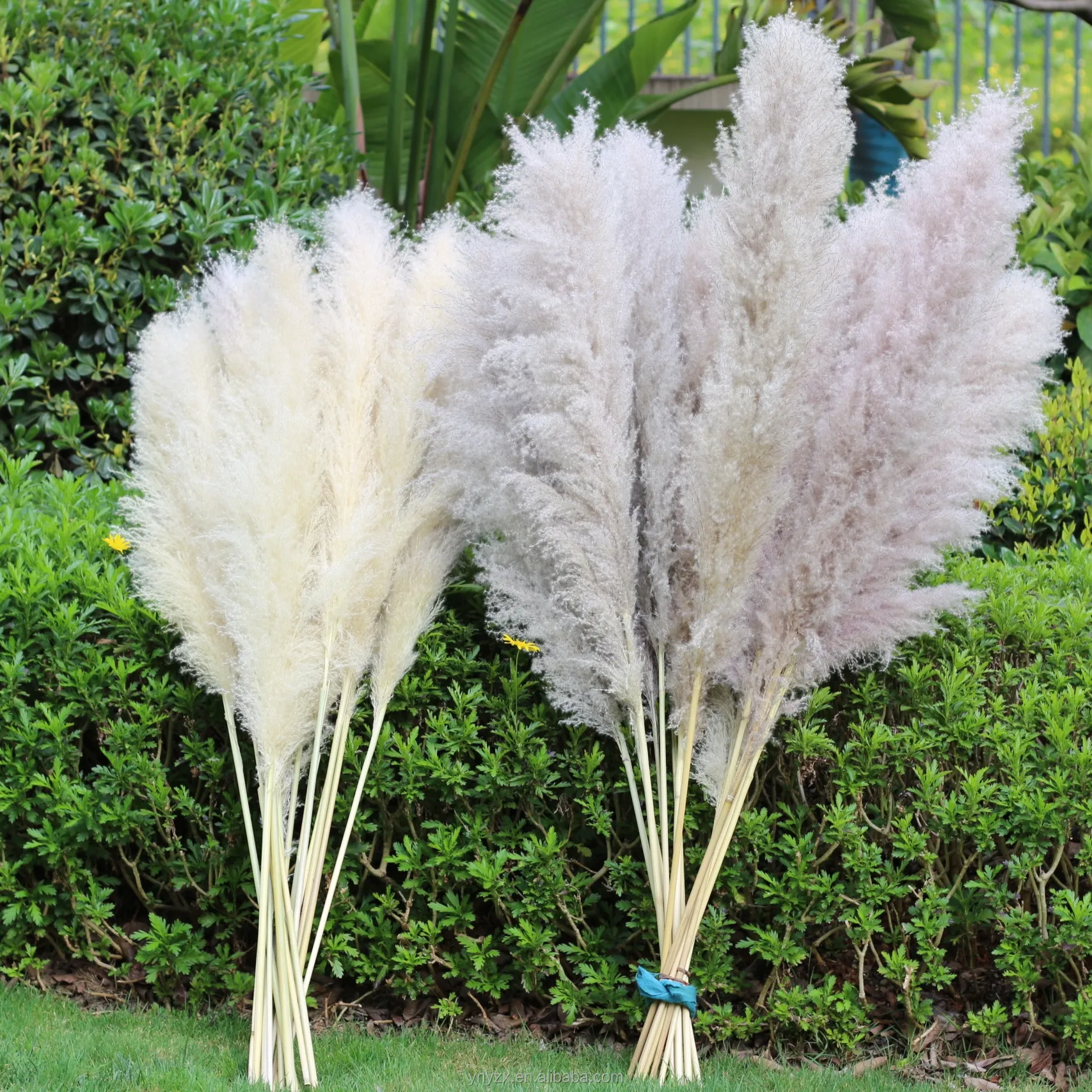 Großhandel hochwertige Pampas gras Hochzeit Home Decoration Natürliches Pampas gras flauschiges Schilf Pampas gras