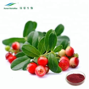Chất lượng cao <span class=keywords><strong>Cranberry</strong></span> chiết xuất bột <span class=keywords><strong>5</strong></span>%-<span class=keywords><strong>70</strong></span>% <span class=keywords><strong>proanthocyanidins</strong></span> - Product Image 2
