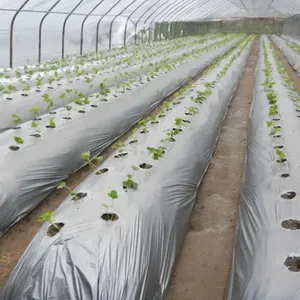 Film de paillage agricole en PE résistant aux UV pour les légumes |   Rouleau de paillis plastique, couverture de sol pour serre, vente en gros - Product Image 3
