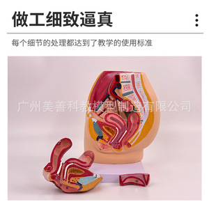 Modèle pédagogique de bassin féminin, spécimen du système urogenital féminin, section sagittale médiane du modèle d'anatomie humaine - Product Image 3