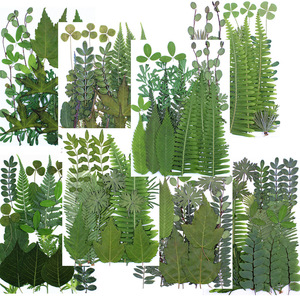 Fleurs séchées pressées pour la résine, <span class=keywords><strong>feuilles</strong></span> <span class=keywords><strong>de</strong></span> fleurs naturelles, <span class=keywords><strong>feuilles</strong></span> florales séchées en vrac pour l'artisanat DIY - Product Image 4
