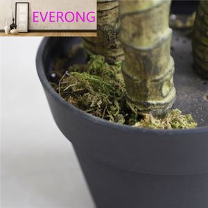 Bonsaï chêne plantes intérieur <span class=keywords><strong>arbre</strong></span> en pot pour jardin décor décor maison décor chambre accessoires - Product Image 6
